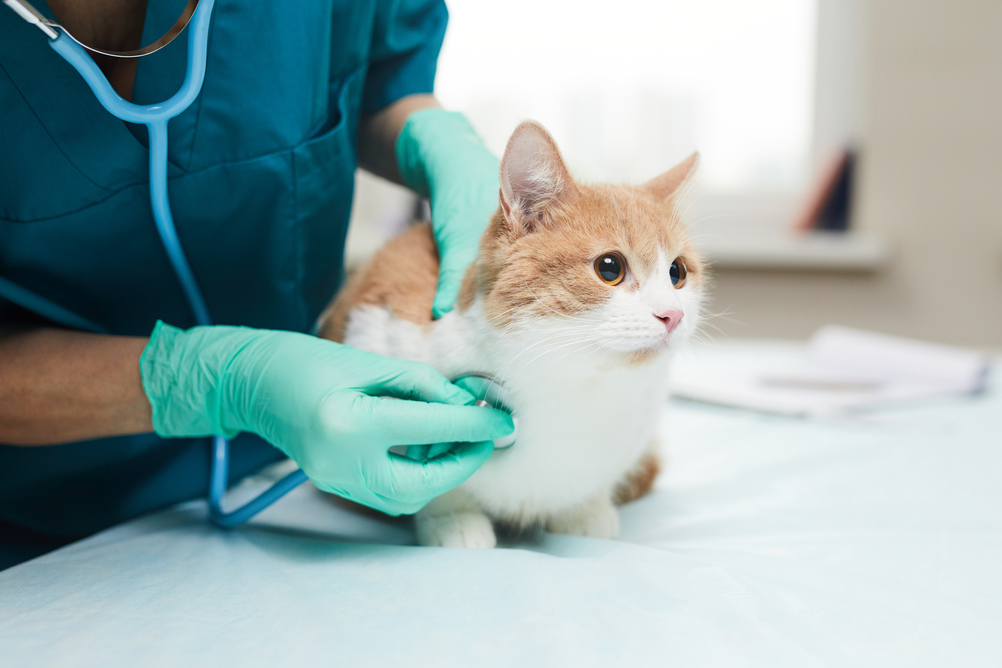 聴診器で猫を診察する獣医師