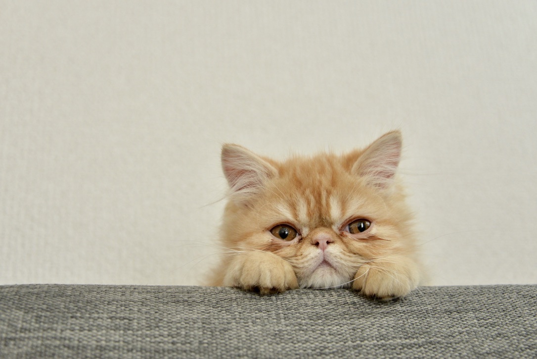 ソファから顔をのぞかせる子猫