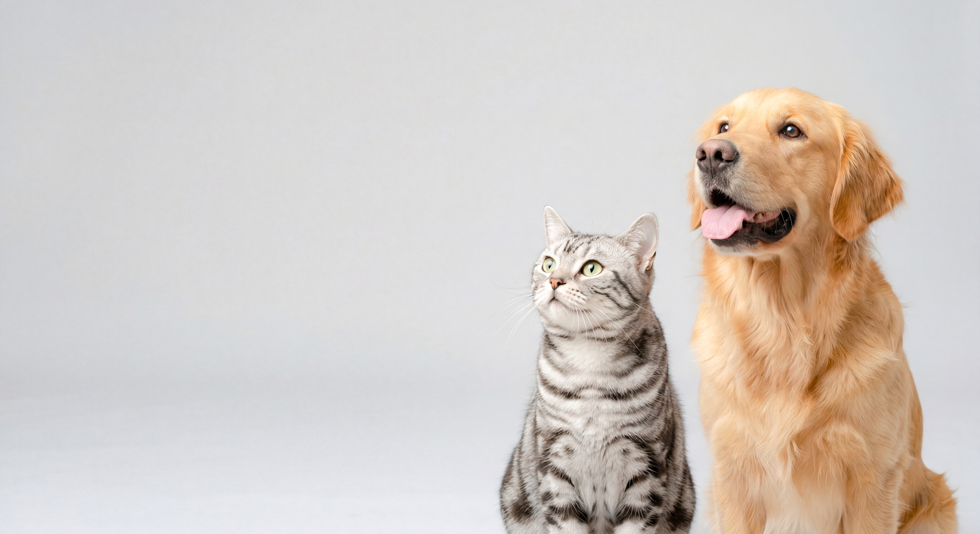寄り添って座る猫とゴールデンレトリバー